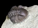 Bargain, Enrolled Acastoides Trilobite - Malvern, England #62879-3